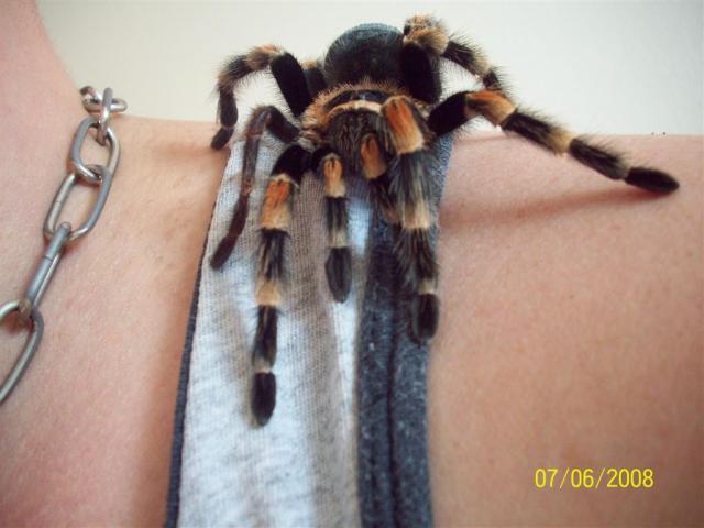 B. smithi