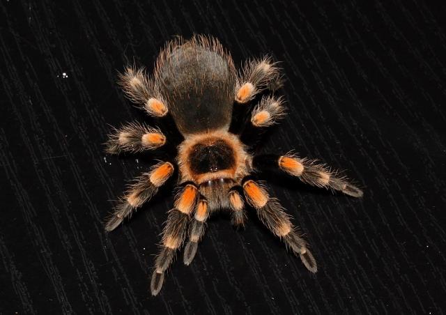Brachypelma smithi
