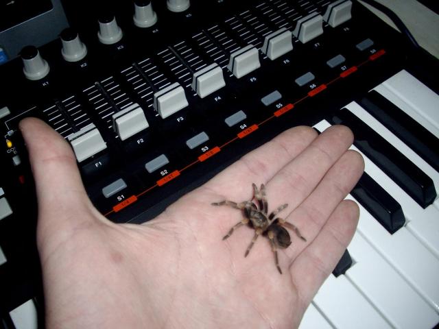 Brachypela Smithi