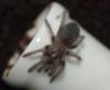 smithi2_t1.jpg