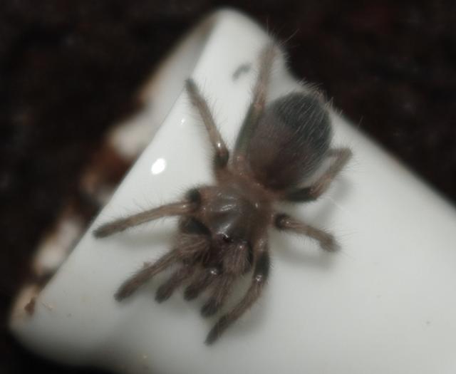 B. smithi