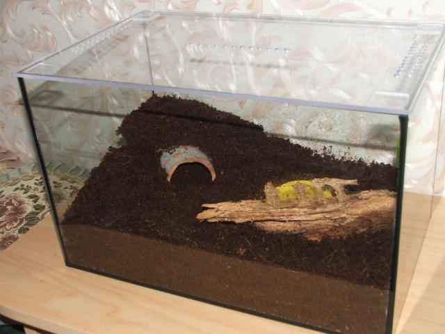 Brachypelma smithi nauji namai :)