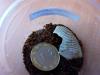 smithi_1_t1.jpg