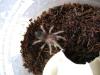 Spausk peržiūrai smithi_1_t1_1.jpg