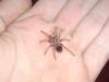 smithi_1_t1_1_2_3.jpg