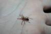 Spausk peržiūrai smithi_1_t1_1_2_3_4.jpg