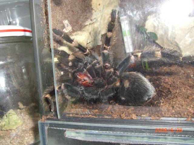 Smithi darbeliai