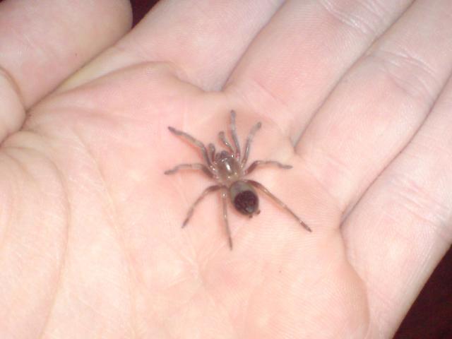 BRachypelma smithi