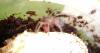 smithi_t1_1.jpg