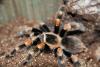 smithi_t1_1_2_3_4.jpg