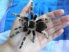 smithi_t1_1_2_3_4_5_6_7_8.jpg