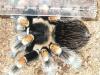 smithi_t1_1_2_3_4_5_6_7_8_9.jpg