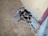 smithi_t1_1_2_3_4_5_6_7_8_9_10.jpg