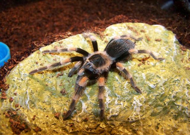 Brachypelma smithi