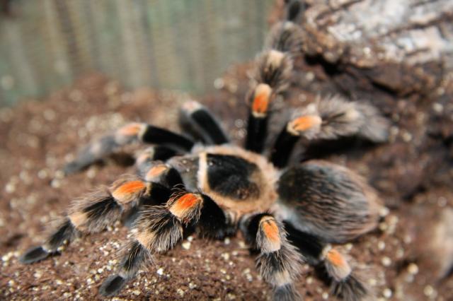 Brachypelma smithi
