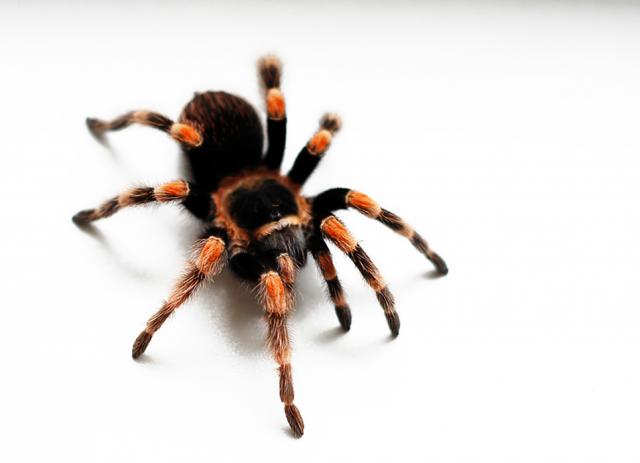 Smithi