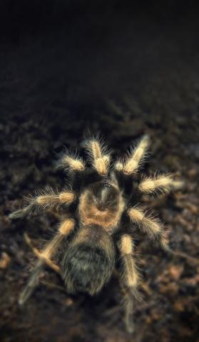 Brachypelma smithi L5