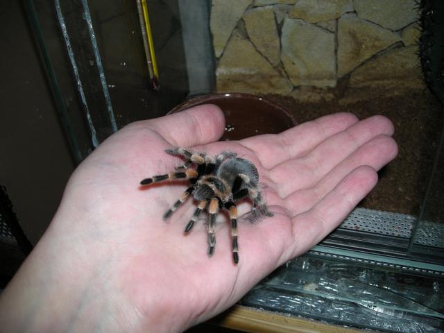 B. Smithi