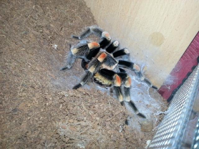 B. Smithi