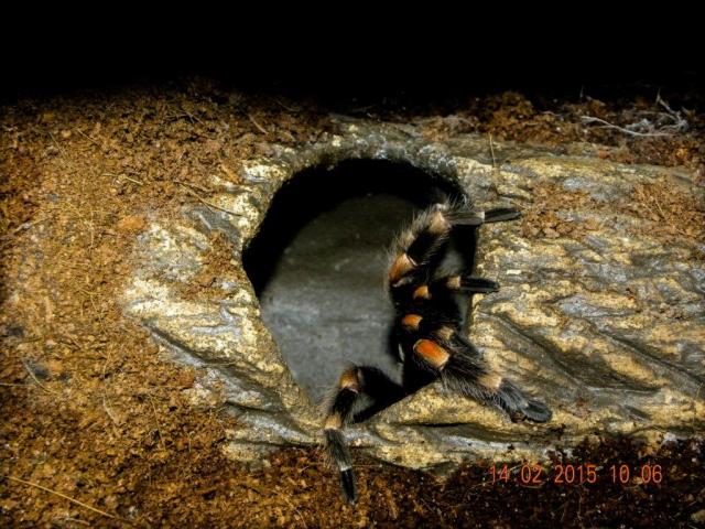 B smithi
