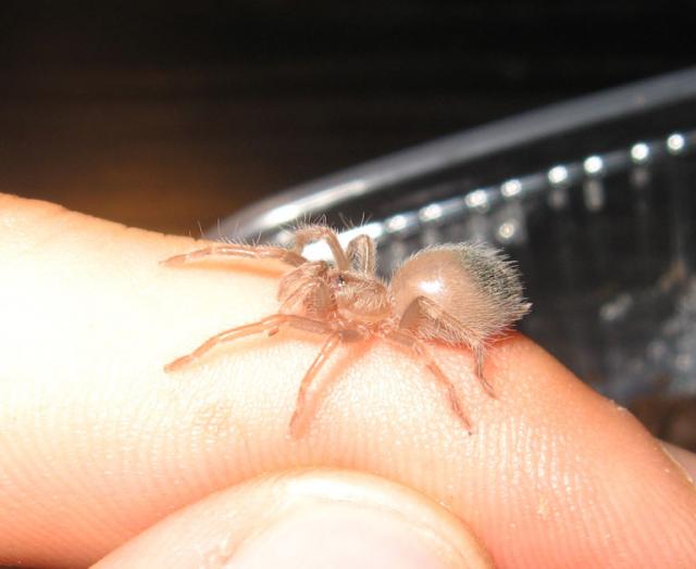 Mažasis B. smithi