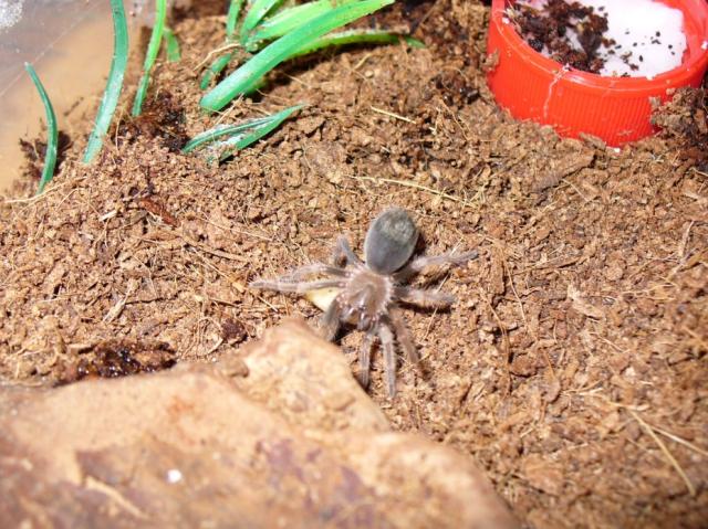 b.smithi