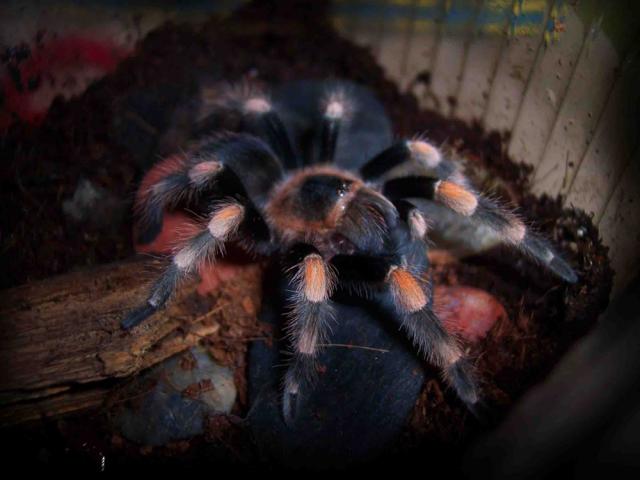 B.Smithi
