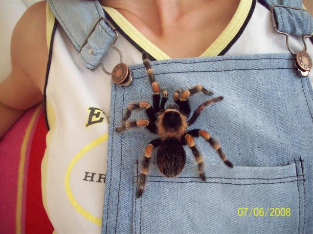 B. smithi