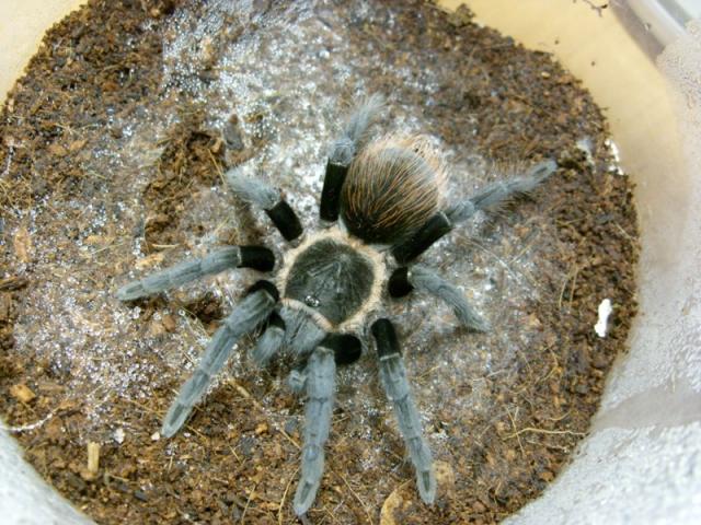 B. vagans 2