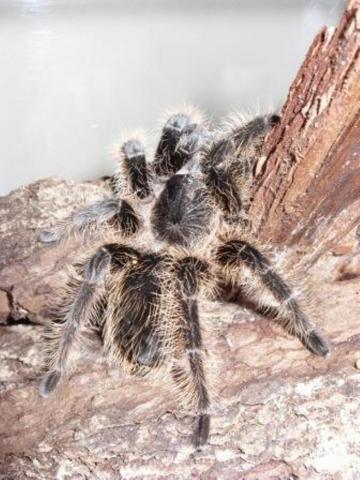 B. Albopilsum