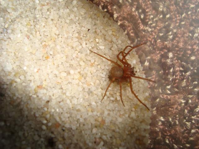 Sicarius patagonicus