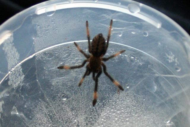 Spalmopeus Gonzales Cambridgei L3