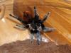 spider1_t1.jpg