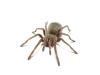 spider_1_t1.jpg