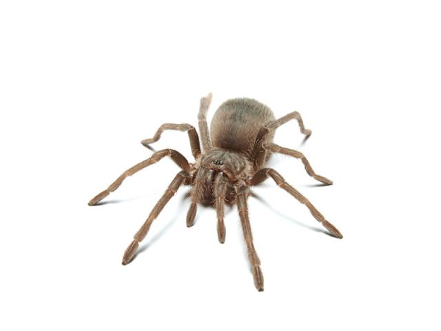 L. parahybana fotosesijoje