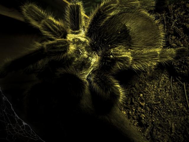 On candystripe legs the spider comes...
