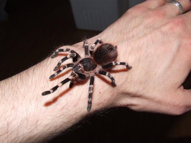 A. geniculata