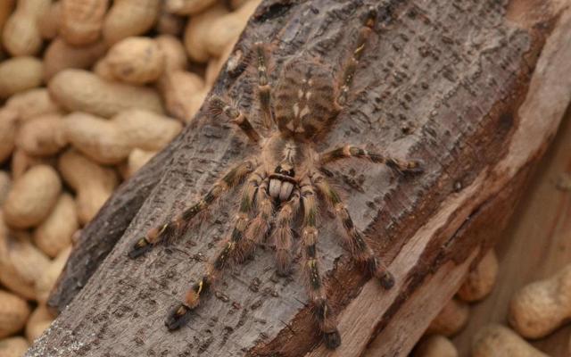 P.striata