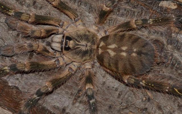 P.striata