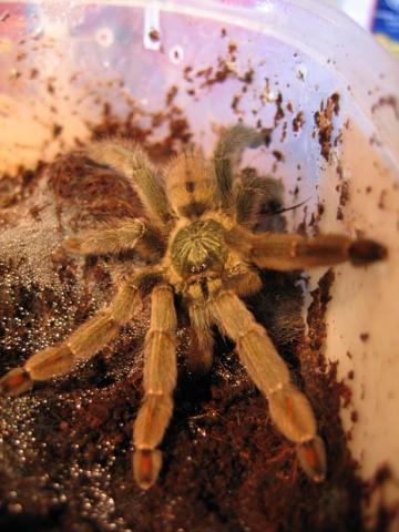 Psalmopoeus irminia