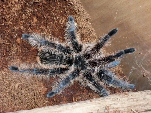 Brachypelma albopilosum