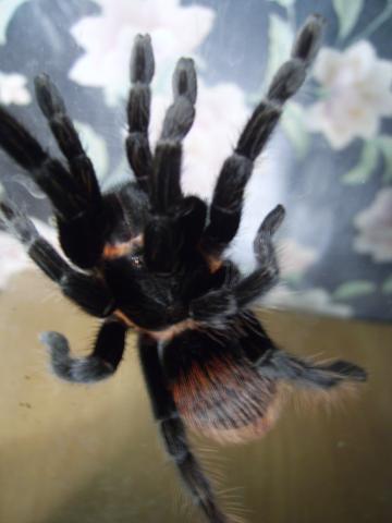 Brachypelma vagans