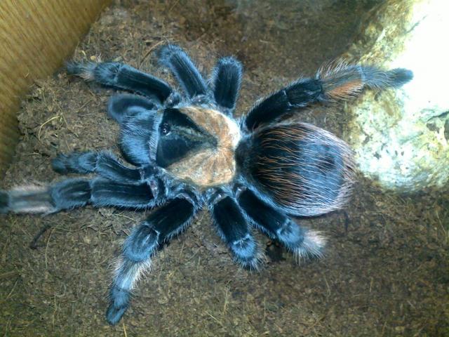 B.emilia