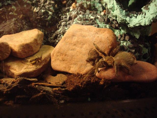 Brachypelma albopilosum
