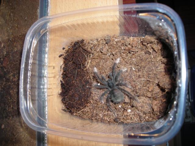 Theraphosa apophysis