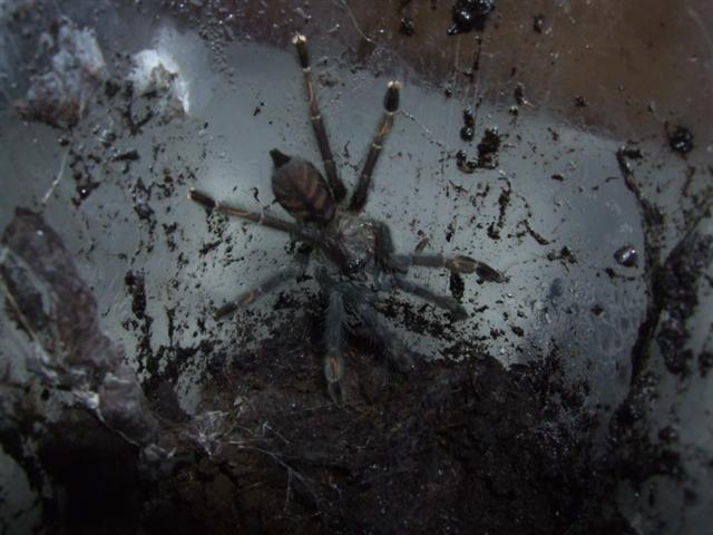 Psalmopoeus irminia