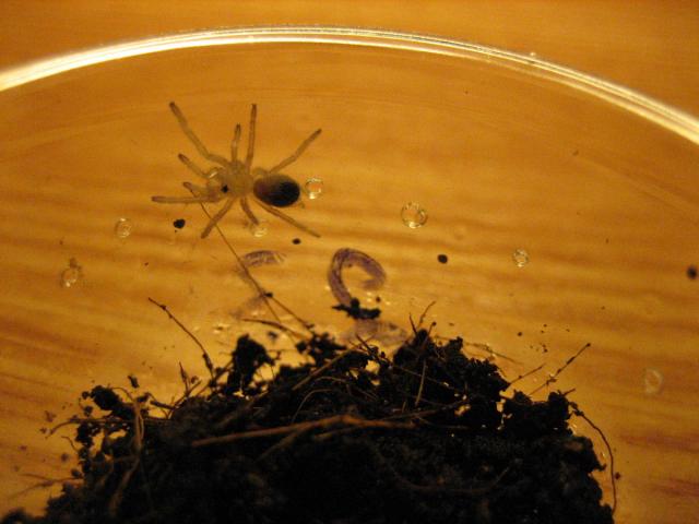 Nhandu Chromatus