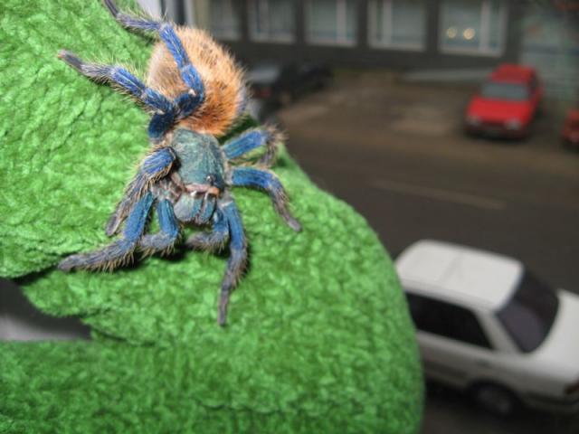 Chromatopelma cyaneopubescens