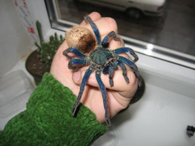 Chromatopelma cyaneopubescens