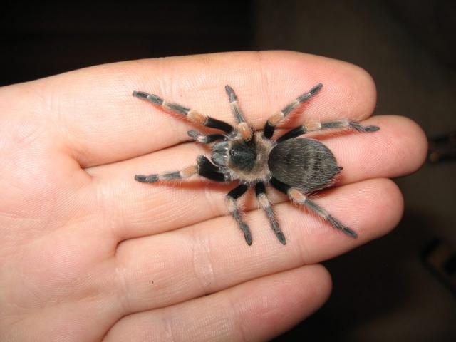 Smithi paaugo